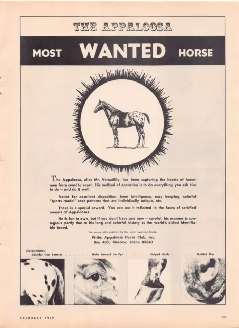 Appaloosa Horse Club Vintage Mag Print Ad Moscow Iowa Mottled Skin Striped Hoofs