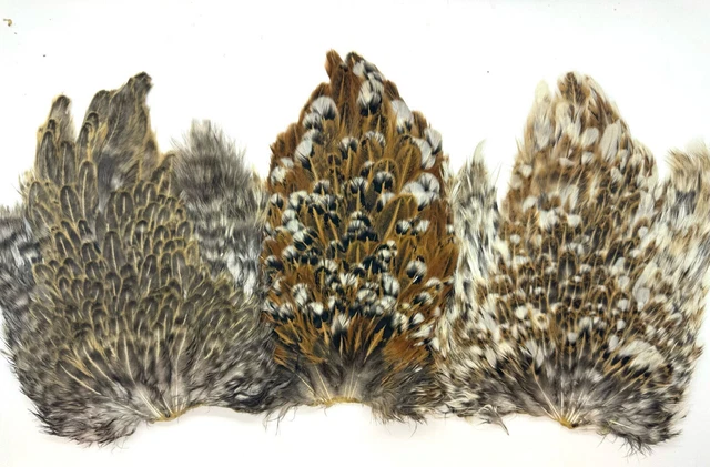 mouches, cou de poule noire, plumes de cou de poule mouches, cou de poule noire, plumes de cou de poule