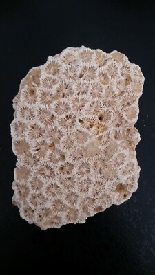 CORAIL FOSSILE MIOCENE AQUITANIEN LANDES FRANCE T 
