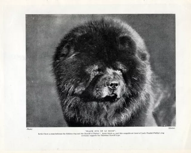 Chow Chow Head Study Named Dog Lovely Original Print Page From 1934