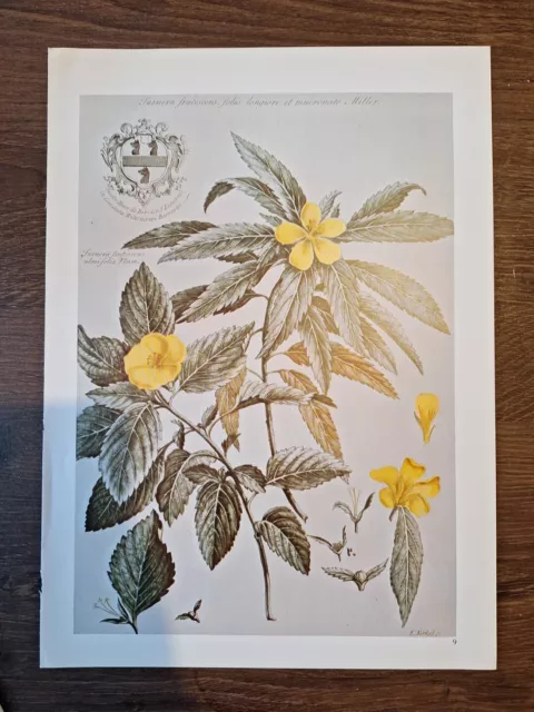 Vintage botanische Drucke, naturhistorische Kunst