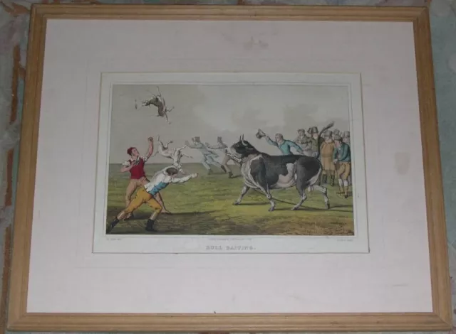 Rare Large Antique Pitbull Terrier Bull Baiting Color Dog Print 1820 H Alken Nr2