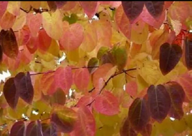 4ft-5ft  (inc.pot) Japanese Katsura Tree Cercidiphyllum japonicum 10litre