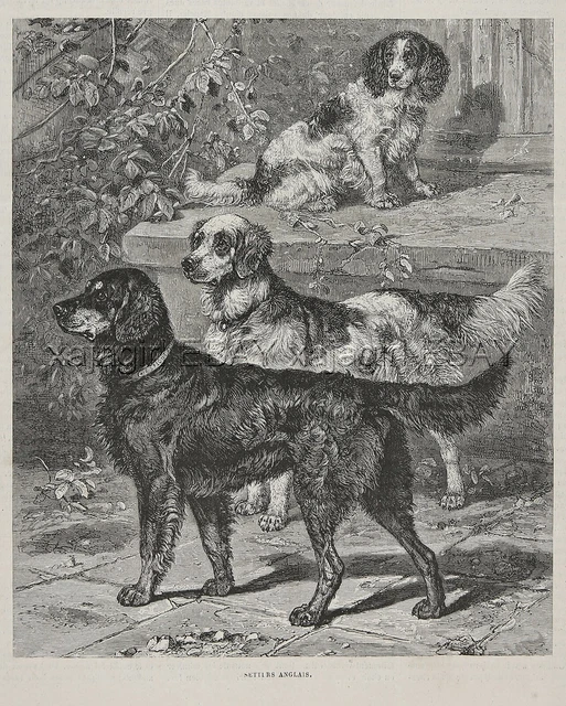 Dog Gordon Setter, English Setter Springer Spaniel 1880s Antique Engraving Print