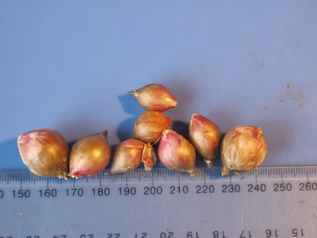 Onion, Egyptian Walking Onions, 5 X TOPSET BULBLETS, PERENNIAL, Organic, 11-16mm