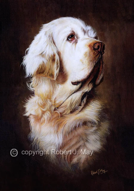 Clumber Spaniel Limited Edition Print by Robert May