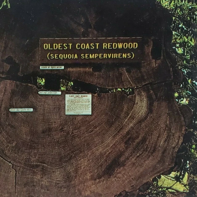 Pfeiffer Big Sur State Park Oldest Coast Redwood Tree Sequoia Postcard C388
