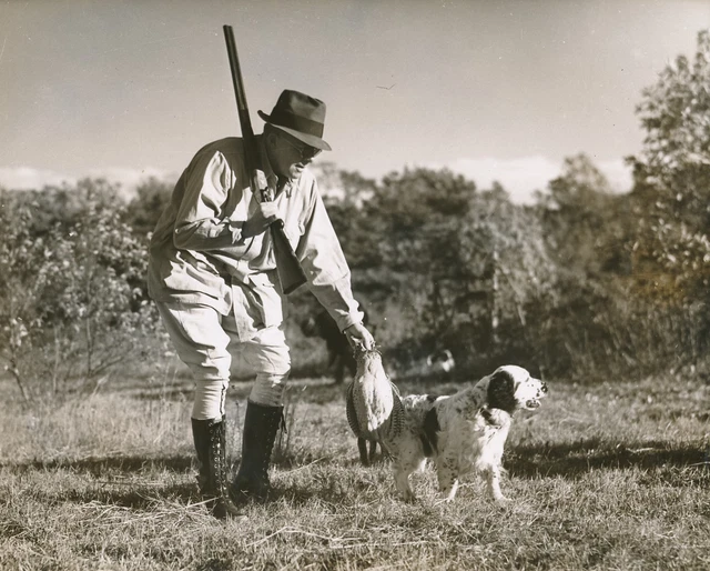 CHASSE c. 1950 - Chasseur Fusil Chien d'Arrêt Setter Maryland USA  - GF 227
