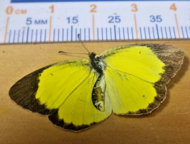 Little Yellow Sulfur Butterfly Pyrisitia lisa Pieridae Lepidoptera SE Texas F230