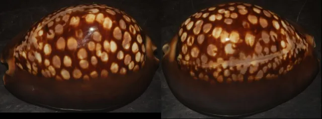 Tonyshells Seashells Cypraea mauritiana HUMPBACK COWRIE 72mm F+++/gem