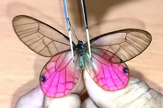 NYMPHALIDAE/Satyrinae Cithaerias aurorina, male    N°A294   Loreto Region PERU