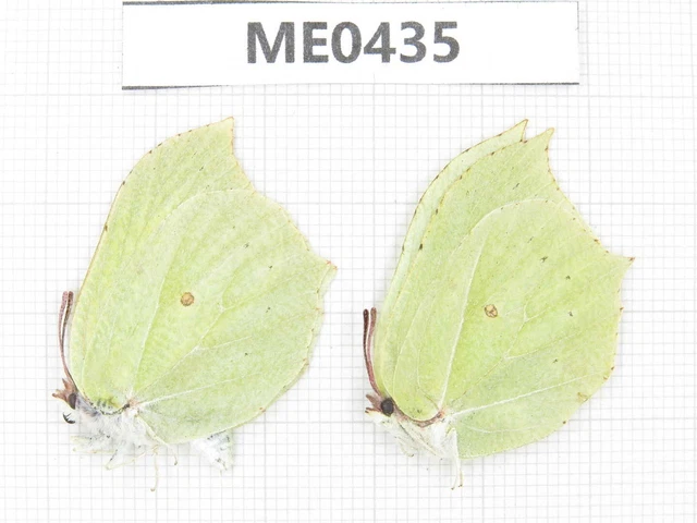 Butterfly. Gonepteryx aspasia. Jilin, Baishan, Fusong county. 1P. ME0435.