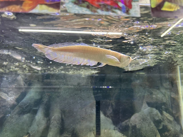 Albino Arowana 6"-7"+ live fish FREE SHIPPING