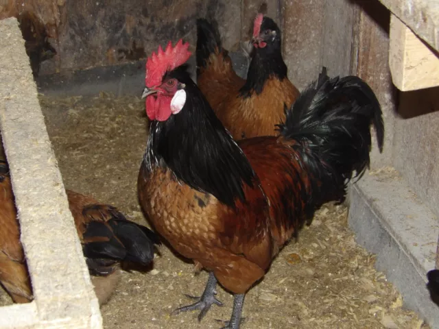 10+ Vorwerk chicken hatching eggs 