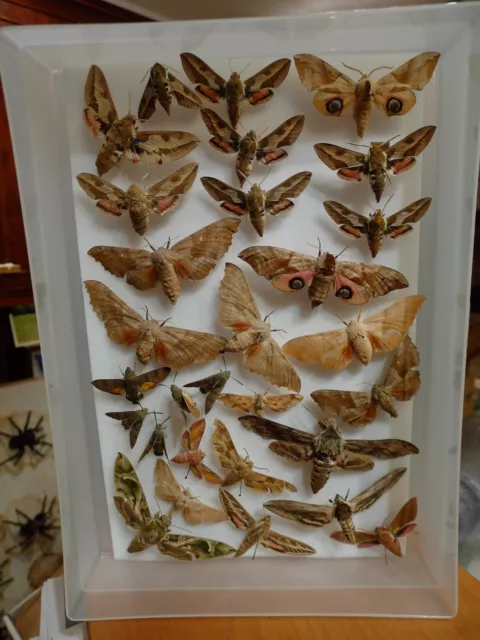 A Nice Set Of Old Hawkmoths Some Data. Insect Butterfly Moth