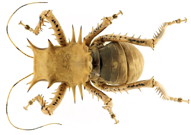 Beetles, Insects & Butterflies, Animals, Collectibles - PicClick CA