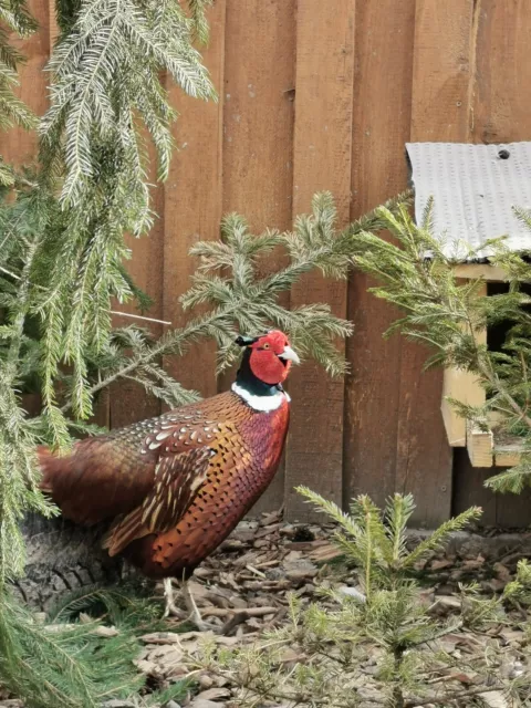 10 Bruteier gemischte Jagdfasane, Fasan