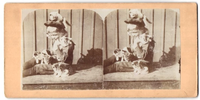 Stereo-Fotografie Fotograf unbekannt, Knabe spielt mit jungen Kätzchen - Katzen