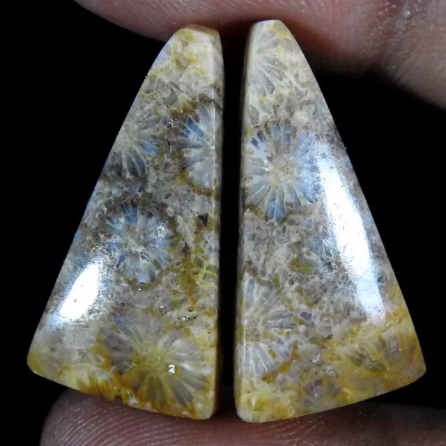 100% Natural Fossil Coral Fancy Pair Cabochon Rare Gemstone 30.00 Ct 27x14x5 mm