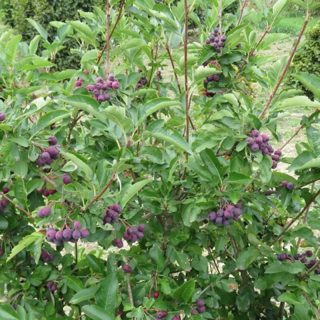 Sorbus 'Burka' - Sorbier à gros fruits 3