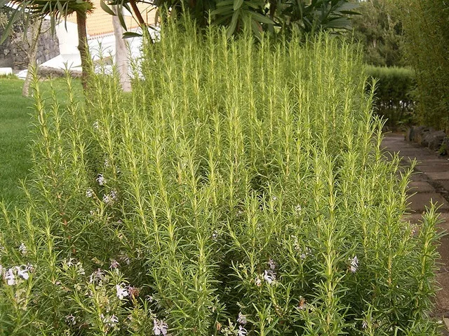 Rosemary - (Rosemary Officinalis) 50 seeds