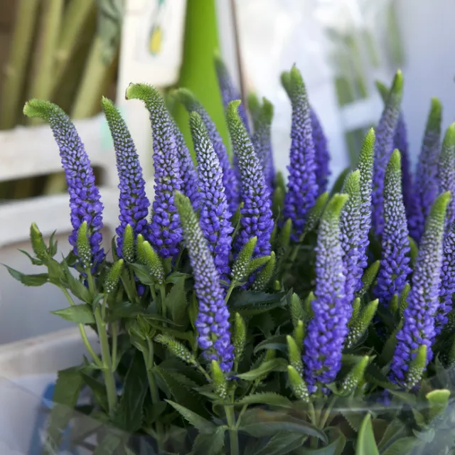 SAMEN Schneckenschutz - im Sommer aussäen Garten-Ehrenpreis Veronica longifolia