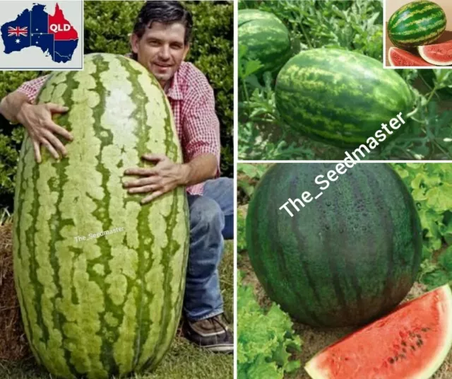 Giant Watermelon 15 Seeds - Heirloom - 3 Types - Organic Seeds - Aus Qld Grown