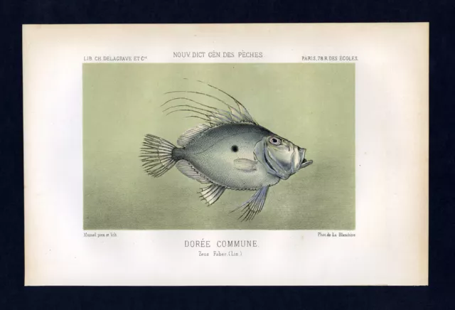 Estampe gravure lithographie illustration  poisson LE SAINT PIERRE ou ZEUS FABER 2