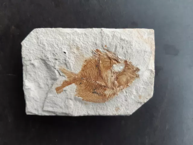 Fisch, PYCNOSTEROIDES LAEVISPINOSUS, Libanon, Fossilie