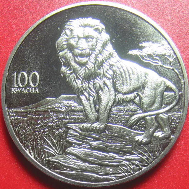 1998 ZAMBIA 100 KWACHA LION AFRICAN WILDLIFE RARE CROWN CU-NI 38.6mm (no silver)