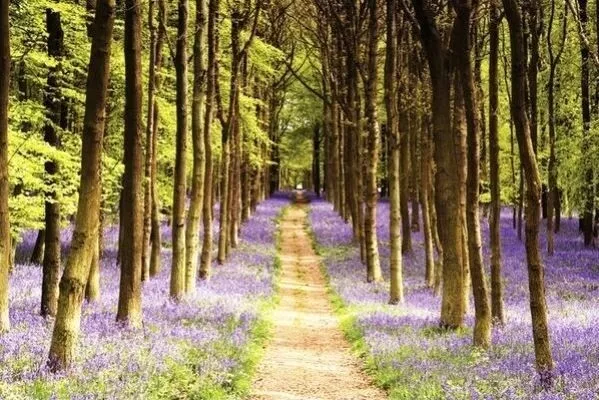 WOODLAND PATH ~ PURPLE WILD FLOWERS 24x36 FINE ART POSTER Photography NEW/ROLLED