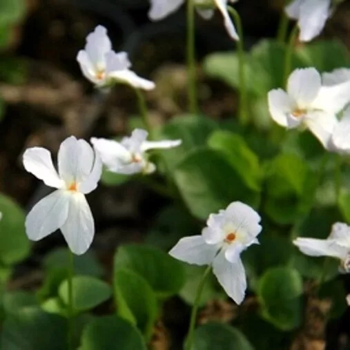 White Sweet Violet - Viola odorata 'Reine de Neiges' - 20 Seeds - Scented