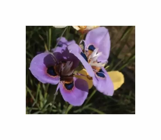 10x Moraea villosa Blüten Garten Pflanzen - Samen B2177