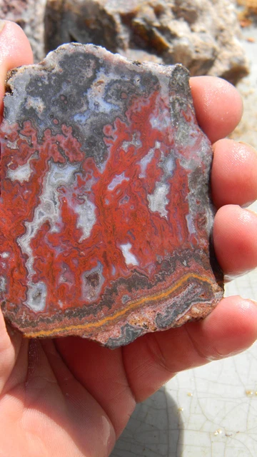 Paul Bunyan Plume Agate Slab Slice Lapidry Rough