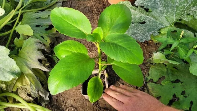 Feuille De Plante Verte Tropicale Cancer Endemique Des Seychelles. Plante Cancer