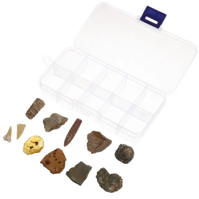 10 Pcs Biologische Fossilien Kind Lernspielzeug Für Kinder Geschenke Studenten