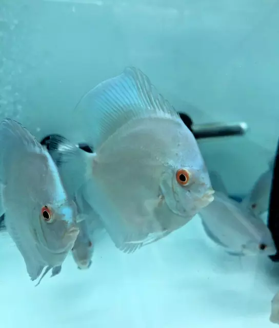 Discus Blue Diamond Live Fish 4" Tropical Aquarium Tank Fresh Water