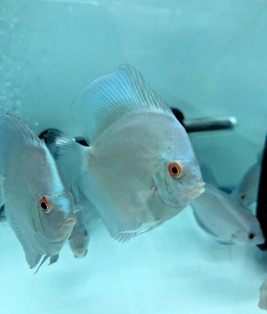 Discus Blue Diamond Live Fish 4" Tropical Aquarium Tank Fresh Water