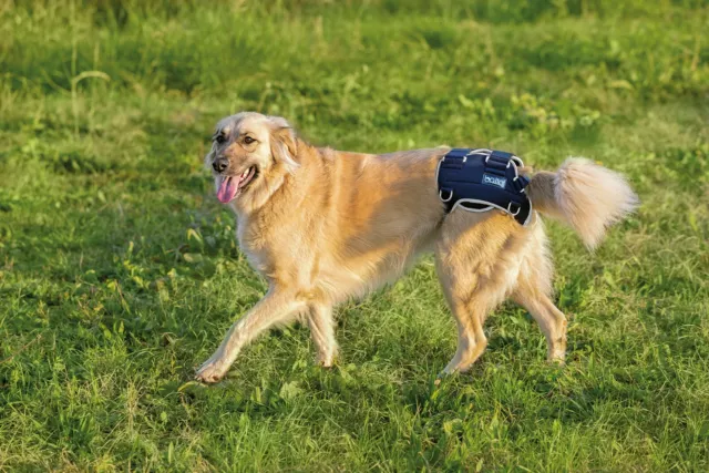 Balto Dog Hip Dysplasia Brace: True Support - BT-LIFE