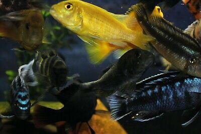 Assorted African Cichlids (4 Pack) (1” Unsexed) (Free Shipping)