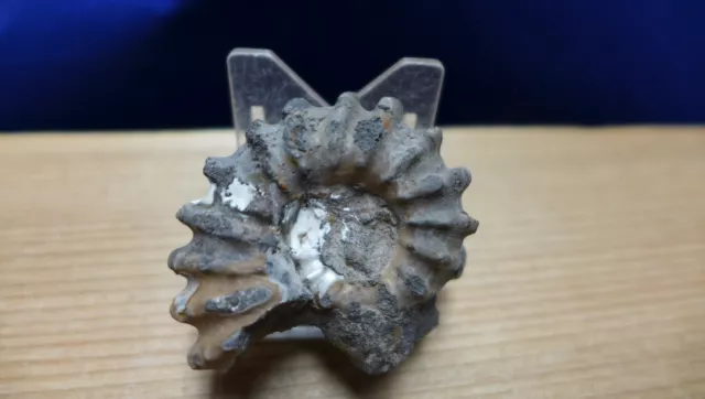 GEOLOGICAL ENTERPRISES Cretaceous fossil ammonite Douvilleiceras mammilatum