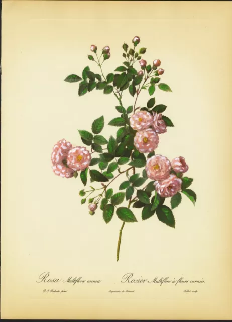 ROSA MULTIFLORA , di  REDOUTE', litografia Talbot, colorata a mano da artista