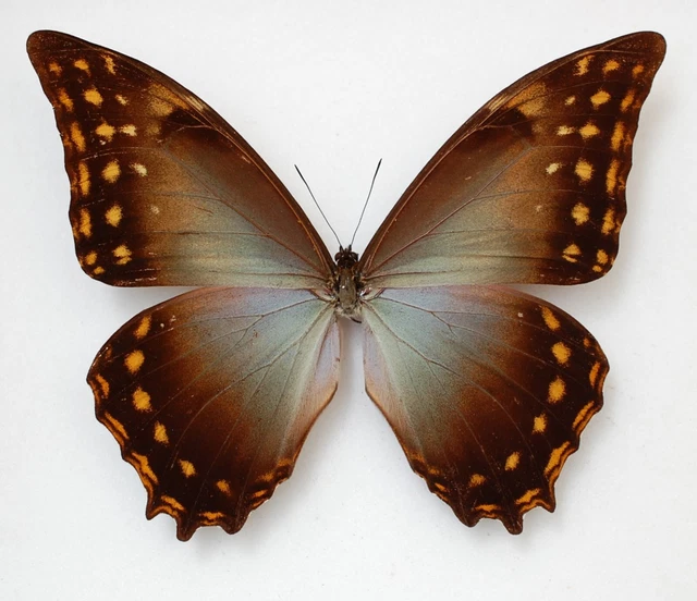 male Morpho amphitryon ssp duponti !! from  Rio Panao  Peru