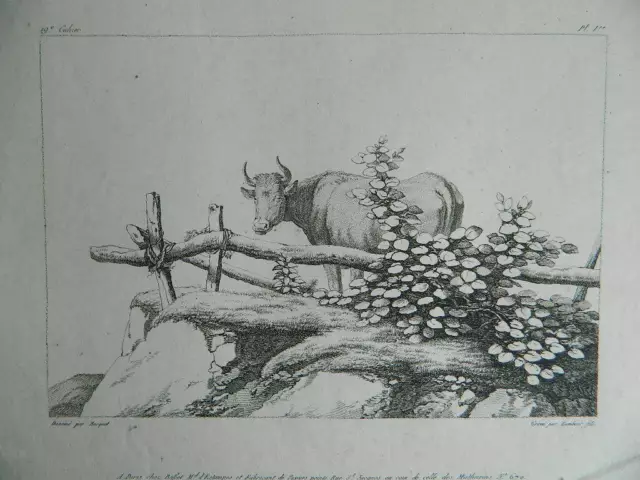 Print Per Bocquet Engraving Lambert Son Chez Basset Hound Animal Cow C.1804