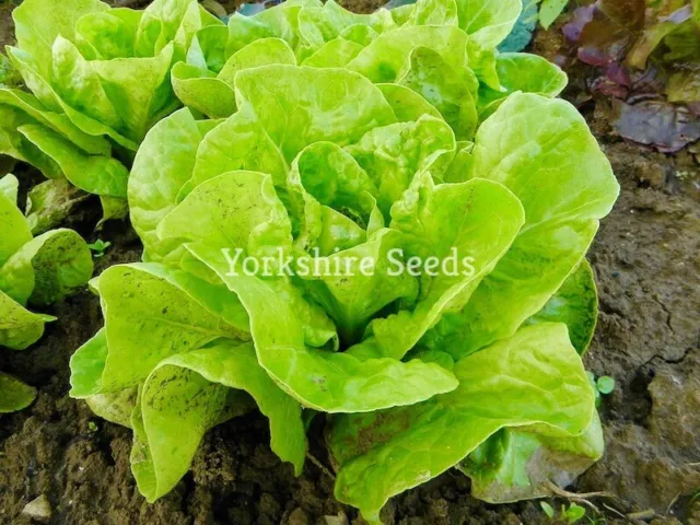 Vegetable - Lettuce - Little Gem - 1500 Seeds - Premium Vegetable Seeds