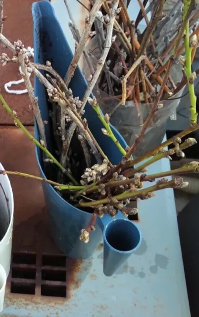 Fresh Live Plant Cuttings-  3-Trent Apple Tree Cuttings-  Ontario, Canada