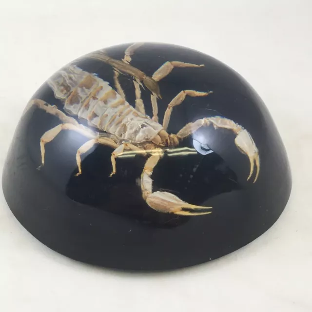 Vintage Big Scary Scorpion Ready To Strike! Acrylic Paperweight Black Background
