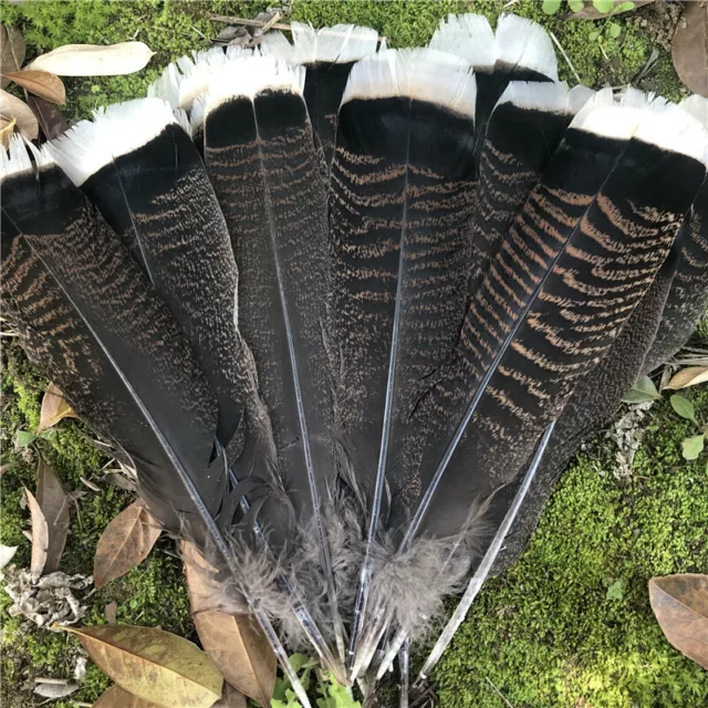 10/20/50/100 pcs unique wild Turkey tail feathers 6-12 inches / 15-30 cm