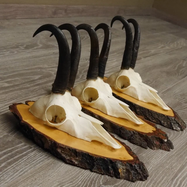 3 Pieza Gamuza Cornamentas En Baumscheibe Signos Hl 20,5cm-21,1cm 3