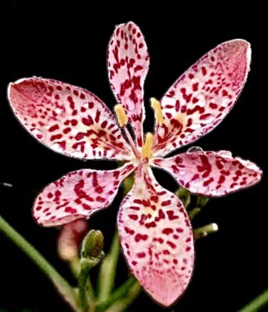 RARE Pink Leopard Lily Plant Iris Domestica, BlackBerry Lily, Leopard flower